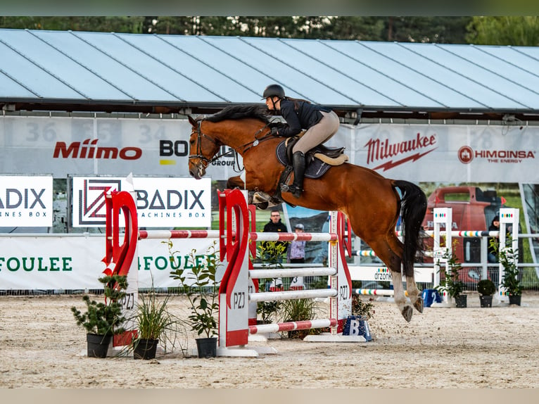 Belgian Sport Horse Gelding 10 years 17 hh Brown in Skwierzyna