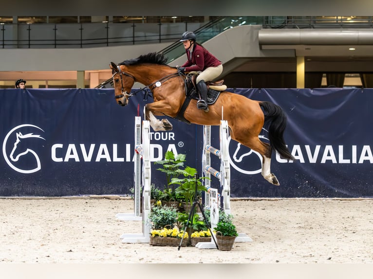 Belgian Sport Horse Gelding 10 years 17 hh Brown in Skwierzyna