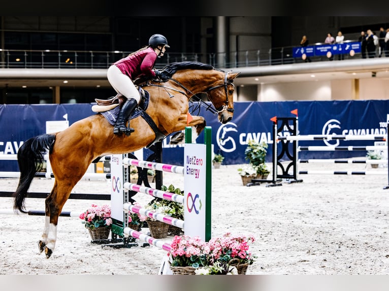 Belgian Sport Horse Gelding 10 years 17 hh Brown in Skwierzyna