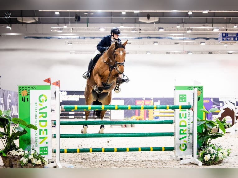 Belgian Sport Horse Gelding 10 years 17 hh Brown in Skwierzyna