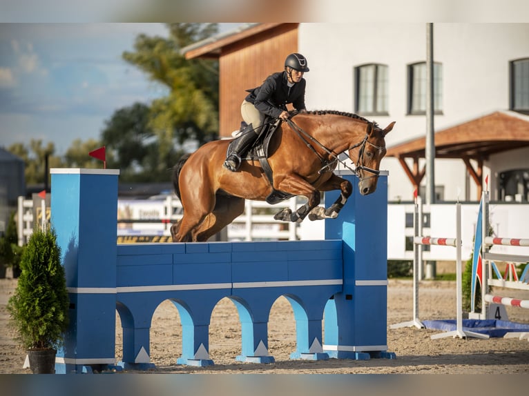 Belgian Sport Horse Gelding 10 years 17 hh Brown in Skwierzyna