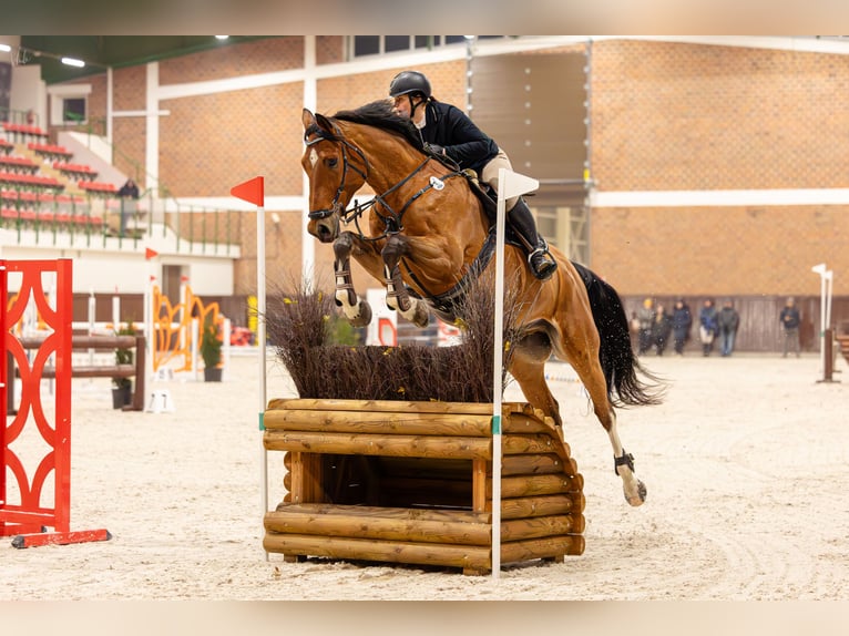 Belgian Sport Horse Gelding 10 years 17 hh Brown in Skwierzyna