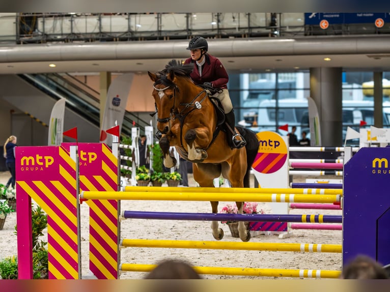 Belgian Sport Horse Gelding 10 years 17 hh Brown in Skwierzyna