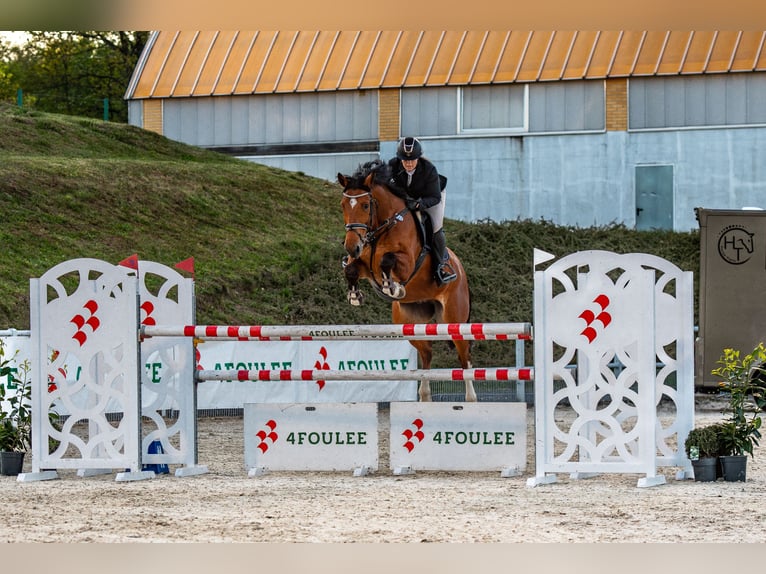 Belgian Sport Horse Gelding 10 years 17 hh Brown in Skwierzyna