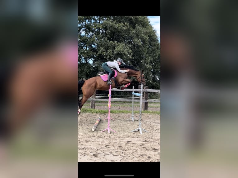 Belgian Sport Horse Gelding 10 years 17 hh Brown in Skwierzyna