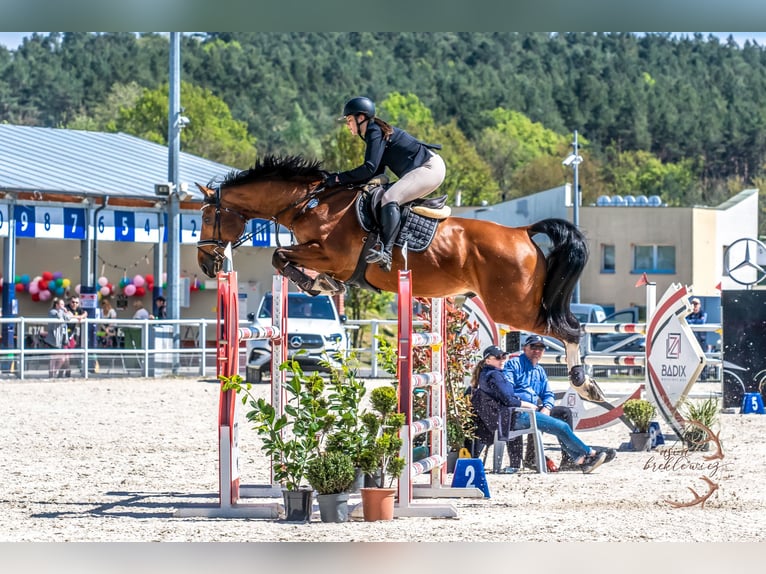 Belgian Sport Horse Gelding 10 years 17 hh Brown in Skwierzyna