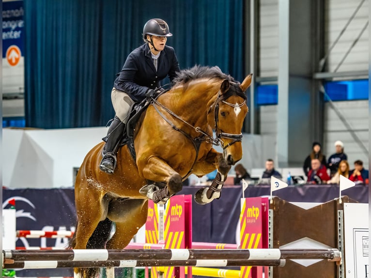 Belgian Sport Horse Gelding 10 years 17 hh Brown in Skwierzyna