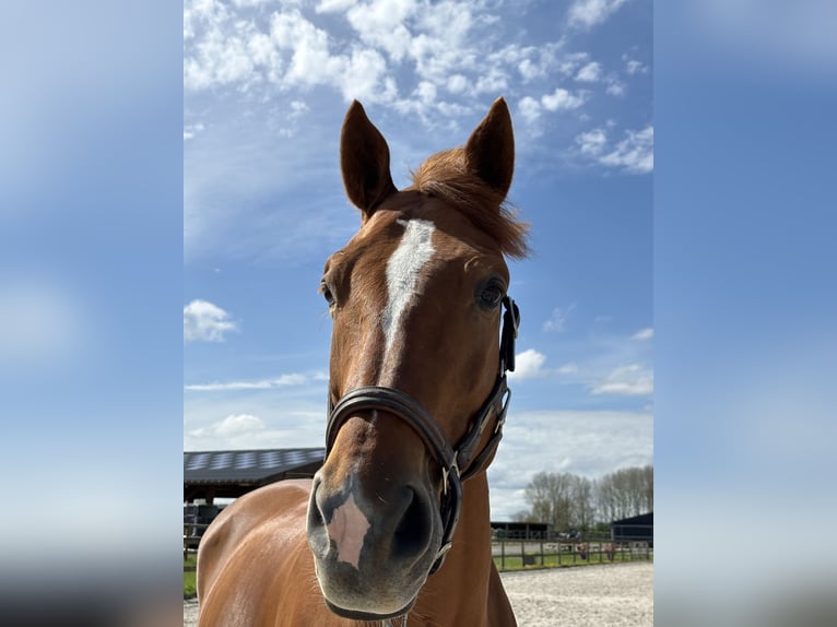 Belgian Sport Horse Gelding 10 years 17 hh Chestnut-Red in Fleurbaix