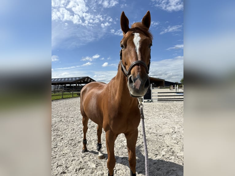 Belgian Sport Horse Gelding 10 years 17 hh Chestnut-Red in Fleurbaix