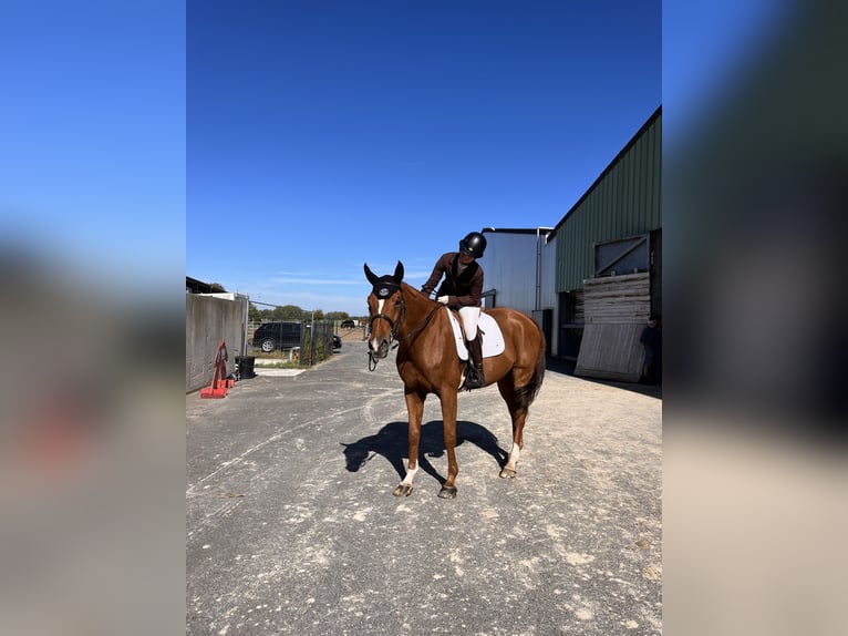 Belgian Sport Horse Gelding 10 years 17 hh Chestnut-Red in Fleurbaix