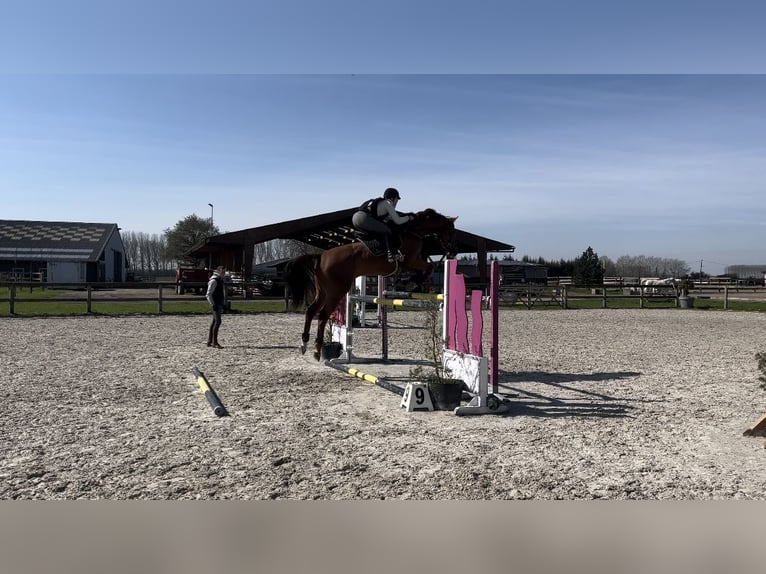 Belgian Sport Horse Gelding 10 years 17 hh Chestnut-Red in Fleurbaix