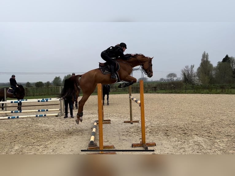 Belgian Sport Horse Gelding 10 years 17 hh Chestnut-Red in Fleurbaix