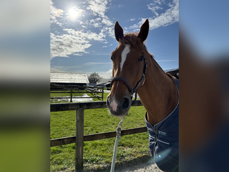 Belgian Sport Horse Gelding 10 years 17 hh Chestnut-Red in Fleurbaix