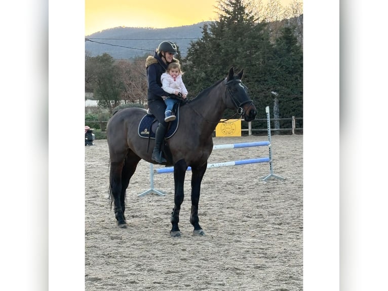 Belgian Sport Horse Gelding 10 years 17 hh Smoky-Black in Roquebrune-sur-Argens