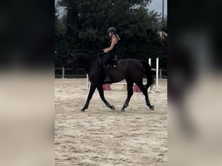 Belgian Sport Horse Gelding 10 years 17 hh Smoky-Black in Roquebrune-sur-Argens