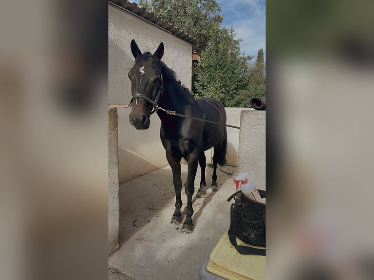 Belgian Sport Horse Gelding 10 years 17 hh Smoky-Black in Roquebrune-sur-Argens