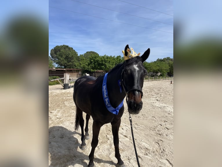 Belgian Sport Horse Gelding 10 years 17 hh Smoky-Black in Roquebrune-sur-Argens