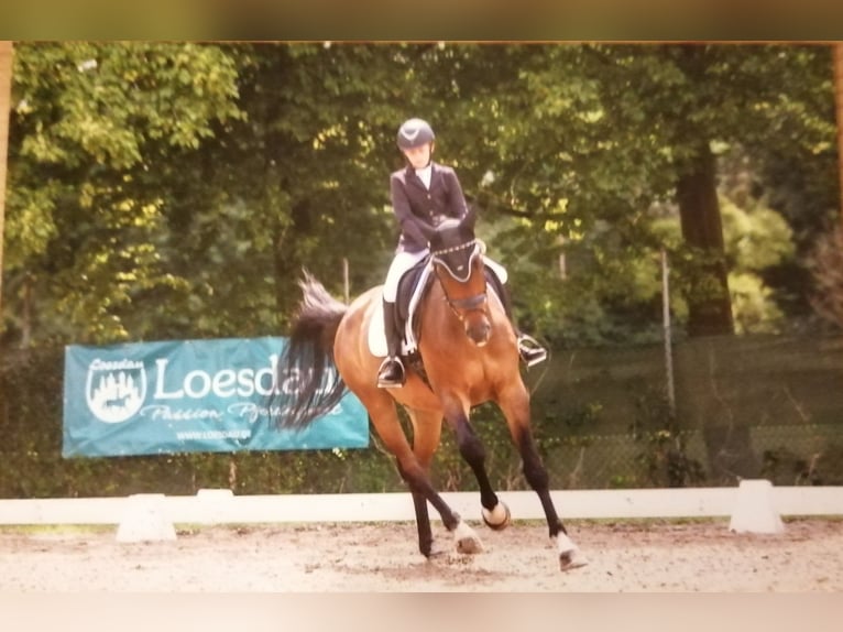 Belgian Sport Horse Gelding 10 years 17,1 hh Bay-Dark in Düren
