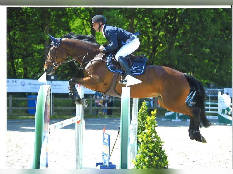 Belgian Sport Horse Gelding 10 years Brown in Oosteeklo