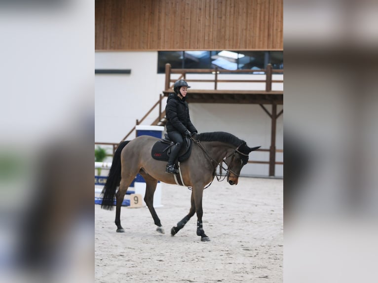 Belgian Sport Horse Gelding 10 years Brown in Oosteeklo