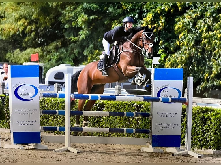 Belgian Sport Horse Gelding 10 years Brown in Oosteeklo