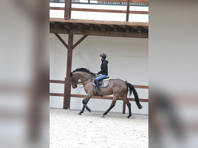 Belgian Sport Horse Gelding 10 years Brown in Oosteeklo