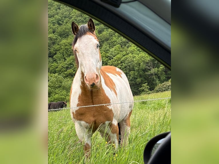 Belgian Sport Horse Gelding 11 years 14.3 hh Pinto in Küsel