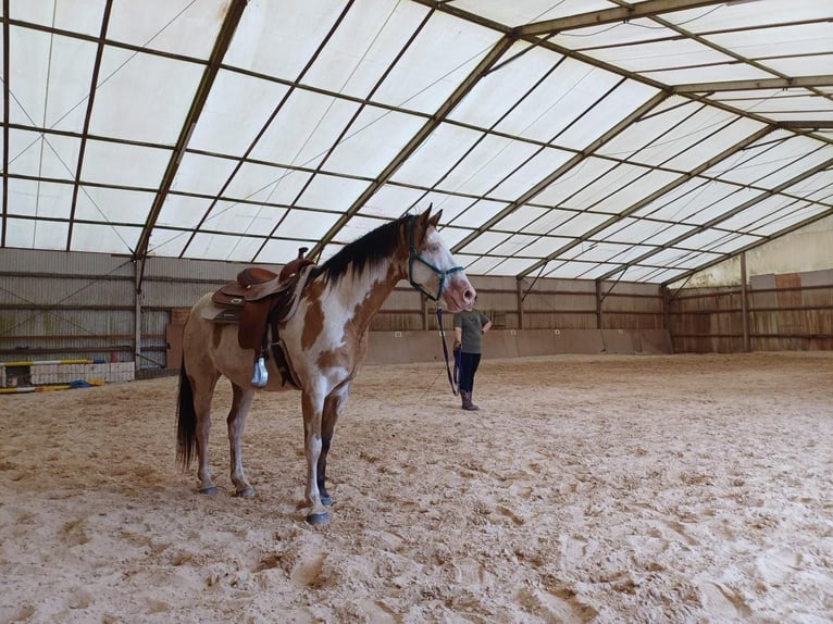 Belgian Sport Horse Gelding 11 years 14.3 hh Pinto in Küsel