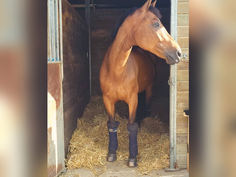 Belgian Sport Horse Gelding 11 years 16,2 hh Bay-Dark in Barbizon