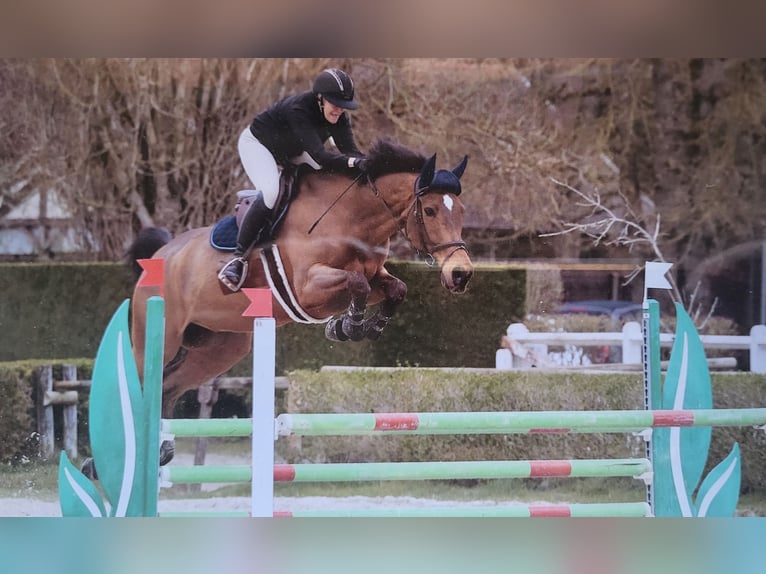 Belgian Sport Horse Gelding 11 years 16,2 hh Bay-Dark in Barbizon