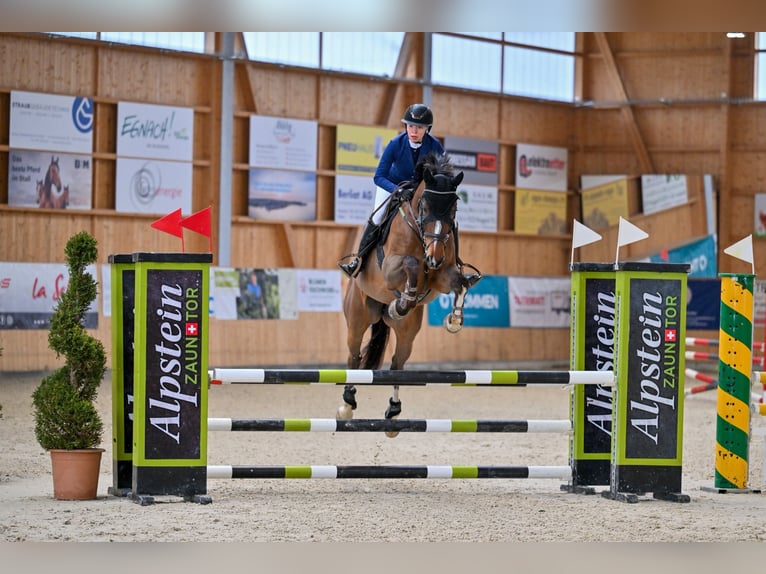 Belgian Sport Horse Gelding 11 years 16 hh Brown in Niederhelfenschwil