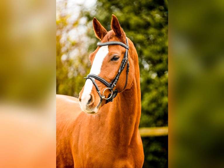 Belgian Sport Horse Gelding 11 years 16,2 hh Chestnut-Red in Kranenburg
