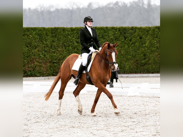 Belgian Sport Horse Gelding 11 years 16,2 hh Chestnut-Red in Kranenburg