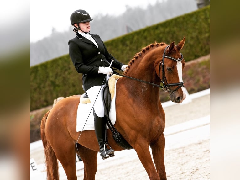 Belgian Sport Horse Gelding 11 years 16,2 hh Chestnut-Red in Kranenburg