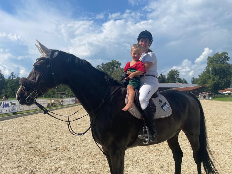 Belgian Sport Horse Gelding 11 years 16,3 hh Smoky-Black in Waakirchen