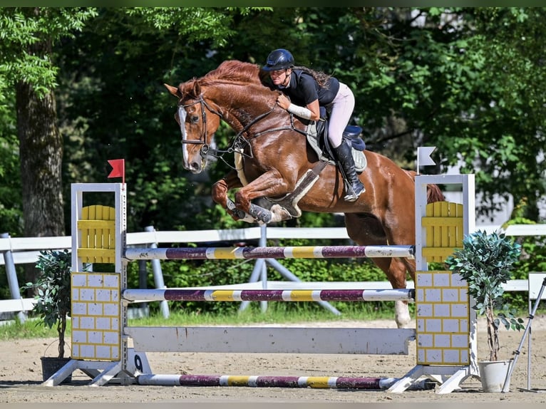 Belgian Sport Horse Gelding 11 years 17 hh Chestnut-Red in Schlins