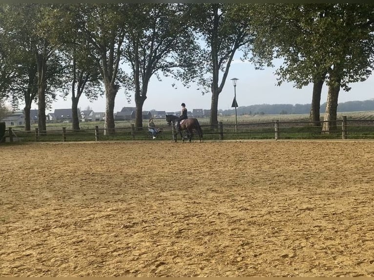 Belgian Sport Horse Gelding 12 years 16,1 hh Brown in GochGoch