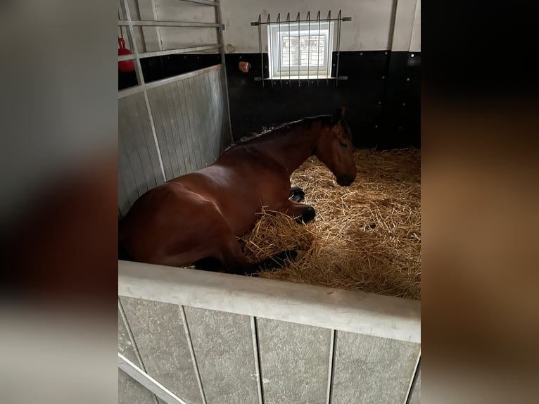 Belgian Sport Horse Gelding 12 years 16,1 hh Brown in GochGoch