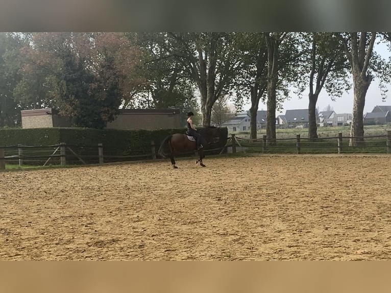 Belgian Sport Horse Gelding 12 years 16,1 hh Brown in GochGoch