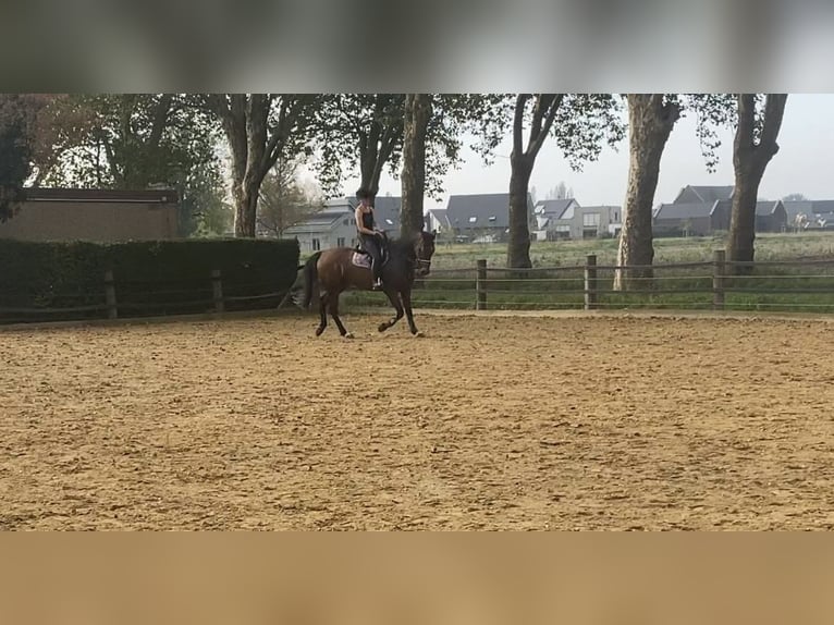 Belgian Sport Horse Gelding 12 years 16,1 hh Brown in GochGoch