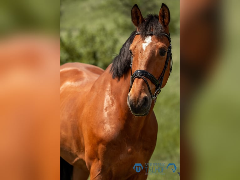 Belgian Sport Horse Gelding 12 years 16,2 hh Brown in Korntal-Münchingen