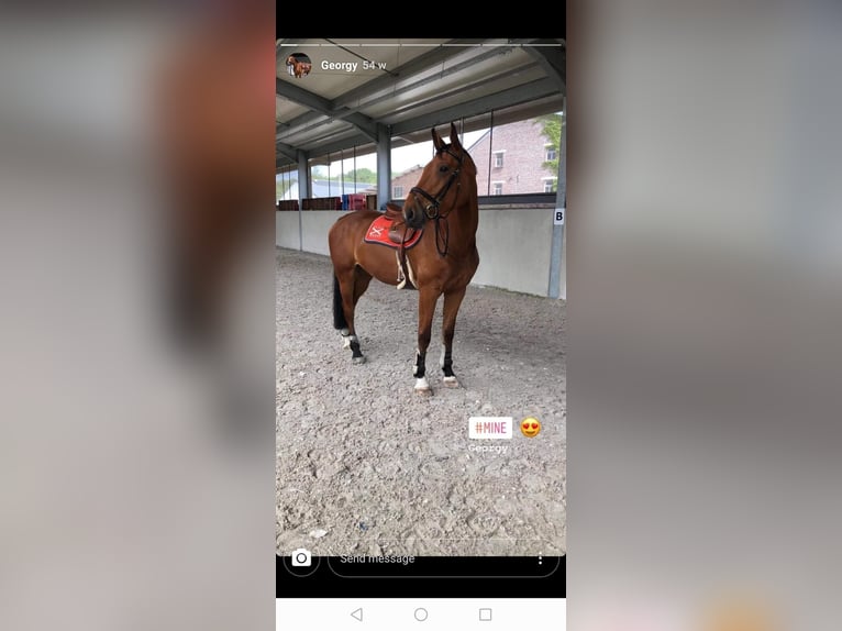 Belgian Sport Horse Gelding 12 years 17,1 hh Bay in Hargnies