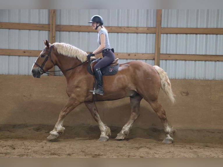 Belgian Sport Horse Gelding 12 years Sorrel in Howell, MI