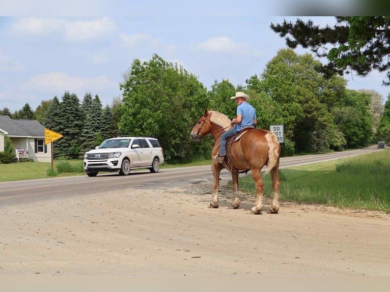 Belgian Sport Horse Gelding 12 years Sorrel in Howell, MI