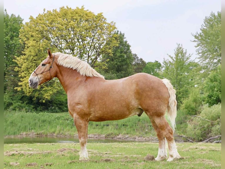Belgian Sport Horse Gelding 12 years Sorrel in Howell, MI