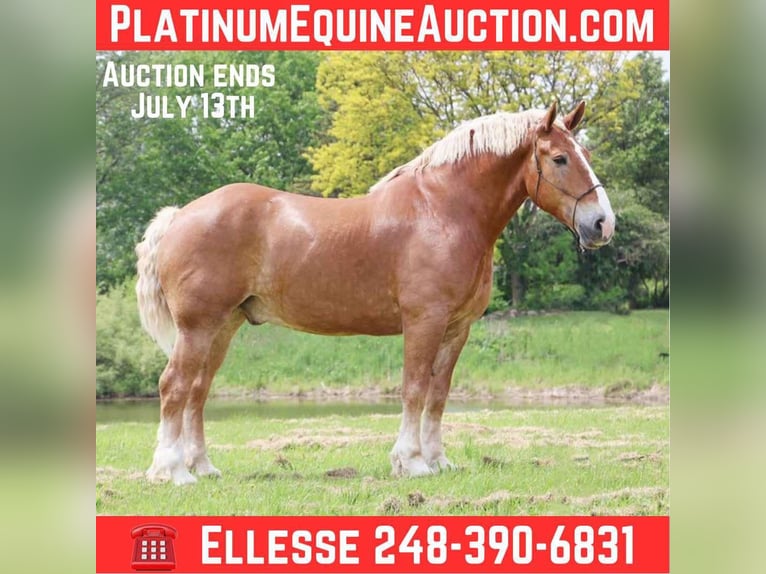 Belgian Sport Horse Gelding 12 years Sorrel in Howell, MI