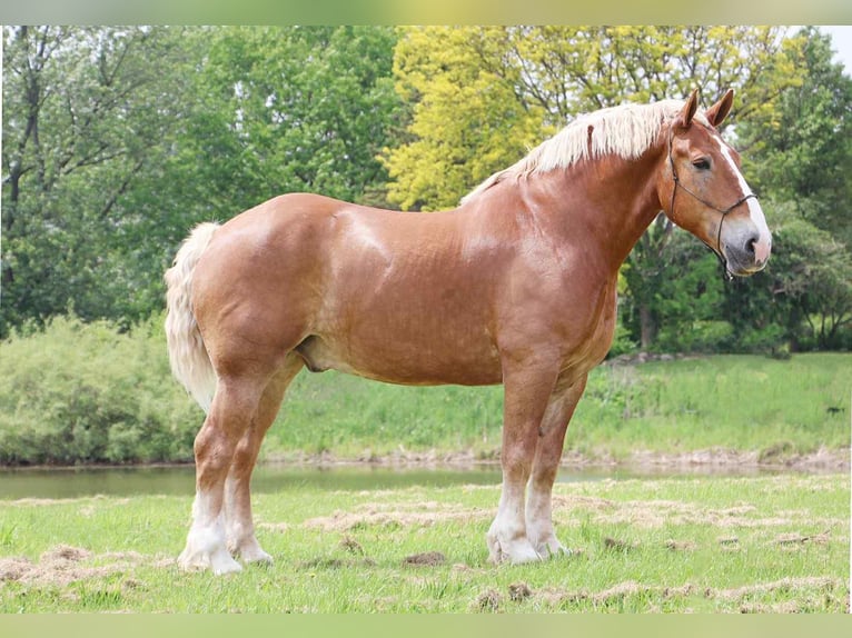 Belgian Sport Horse Gelding 12 years Sorrel in Howell, MI