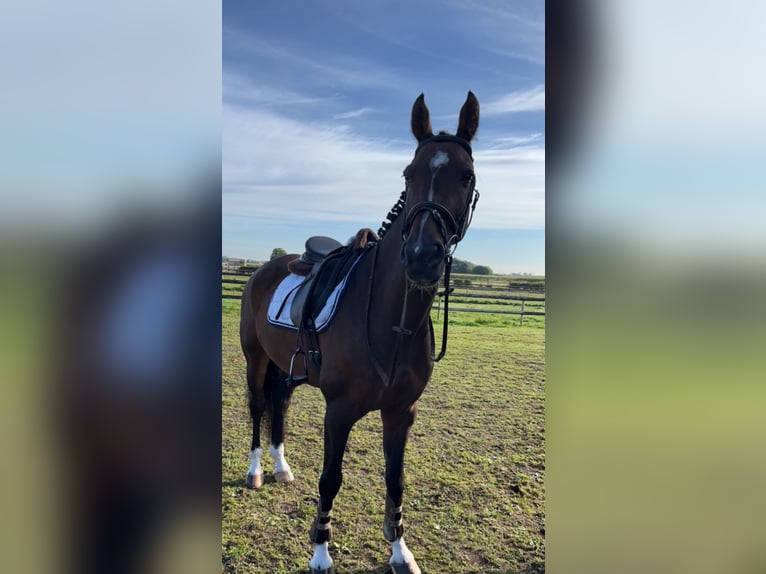 Belgian Sport Horse Gelding 13 years 15,3 hh Brown in Kortemark