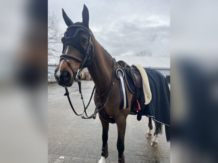 Belgian Sport Horse Gelding 13 years 15,3 hh Brown in Kortemark