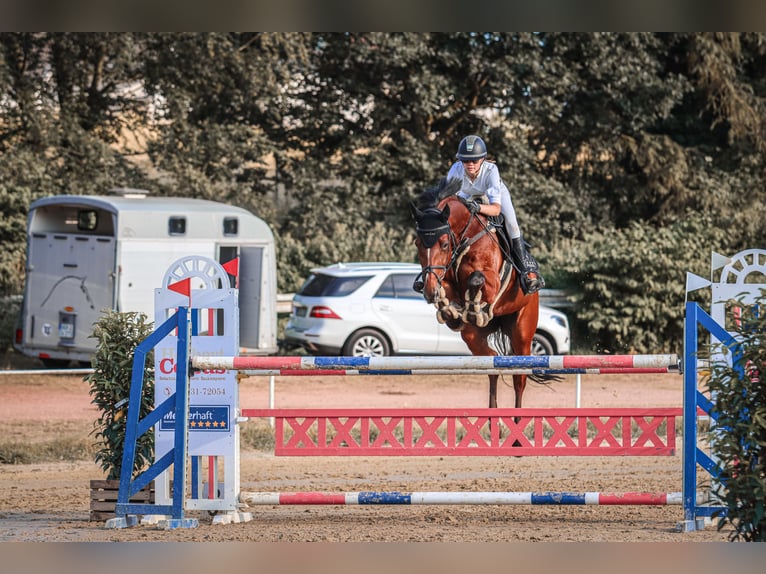 Belgian Sport Horse Gelding 13 years 16,3 hh Brown-Light in Neunkirchen/Saar